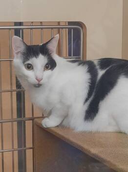 Rescue Domestic Short Hair Cats for Adoption in Cuyahoga Falls, Ohio - Banana Bread (She Is At Medina Petsmart) | PetCurious