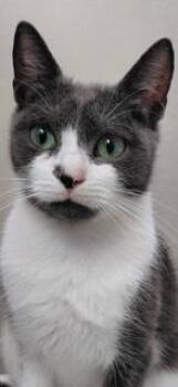 Domestic Short Hair Cats Available for Adoption - PEPPER | PetCurious