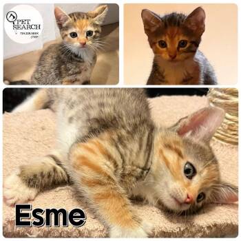 Esme -  Domestic Short Hair Cat for Adoption in Washington, Pennsylvania - Esme | PetCurious