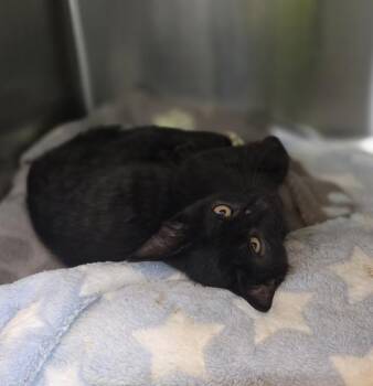 Enjin -  Domestic Short Hair Cat for Adoption in Sioux City, Iowa - Enjin | PetCurious
