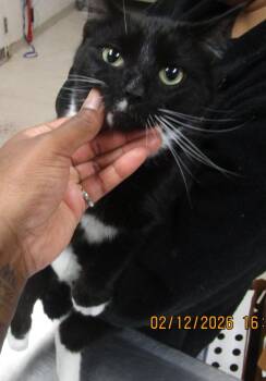 Domestic Short Hair Cats Available for Adoption - Blacky(600) | PetCurious