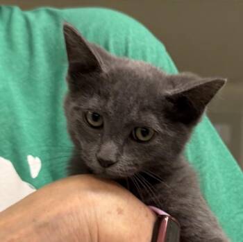 Patsy Cline -  Domestic Short Hair Cat for Adoption in Slidell, Louisiana - Patsy Cline | PetCurious