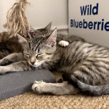 Beth -  Domestic Long Hair Cat for Adoption in Long Beach, California - Beth | PetCurious