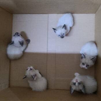 Yuzu -  Siamese and Snowshoe Cat Available for Adoption in Cartersville, Georgia - Yuzu | PetCurious