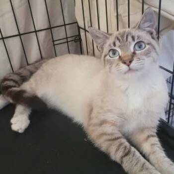 Rescue Domestic Short Hair and Siamese Cats for Adoption in Washington, District Of Columbia - Blank | PetCurious