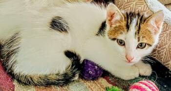 Rescue Calico Cats for Adoption in Binghamton, New York - Triton | PetCurious