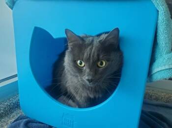 Rescue Domestic Short Hair Cats for Adoption in Barnstable, Massachusetts - BUFF | PetCurious