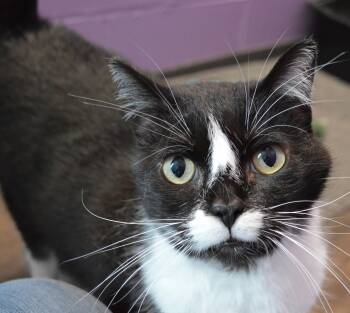 Lijah -  Domestic Short Hair Cat for Adoption - Lijah | PetCurious
