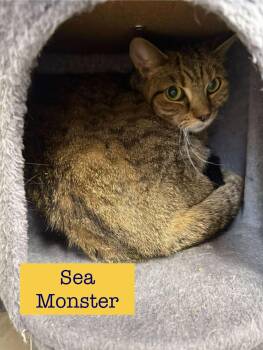 Rescue Domestic Short Hair Cats for Adoption in Archbold, Ohio - Sea Monster | PetCurious
