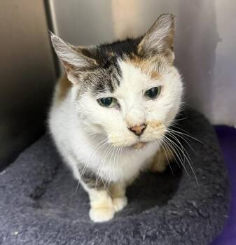 Domestic Short Hair Cats Available for Adoption in Evansville, Indiana - Mao Mao | PetCurious