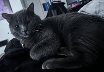 Russian Blue and Domestic Short Hair Cats Available for Adoption in Walnut Creek, California - Matcha & Pumpkin | PetCurious