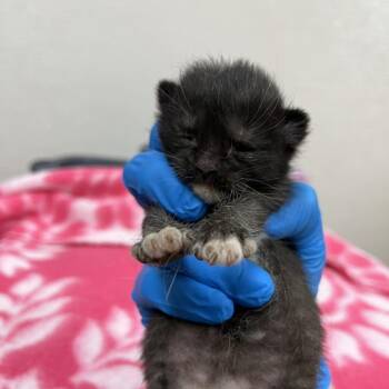 Pua -  Domestic Short Hair Cat for Adoption in Harrisonburg, Virginia - Pua | PetCurious