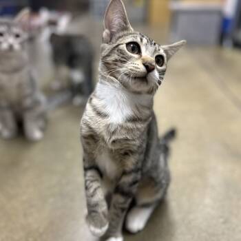 Rescue Domestic Short Hair Cats for Adoption in Cumming, Georgia - Suzy Q | PetCurious