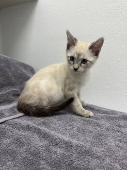 Oliver -  Domestic Short Hair Cat for Adoption in West Palm Beach, Florida - Oliver | PetCurious