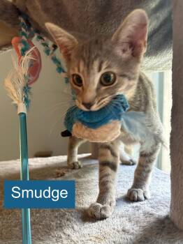 Domestic Short Hair Cats Available for Adoption - Smudge | PetCurious