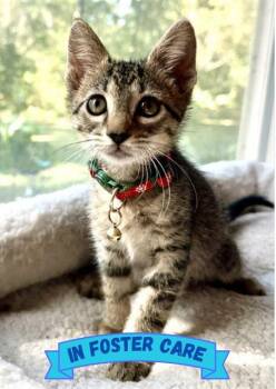 Rescue Domestic Short Hair Cats for Adoption in Tallahassee, Florida - OLIVER | PetCurious