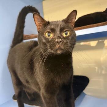Pie -  Domestic Short Hair Cat for Adoption in Sunrise, Florida - Pie | PetCurious