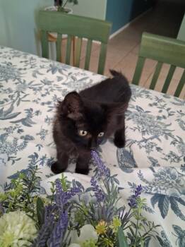 Fawn -  Domestic Long Hair Cat for Adoption in San Diego, California - Fawn | PetCurious