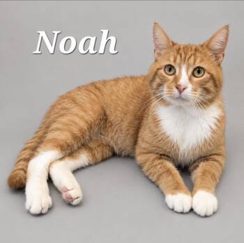 Noah -  Tabby Cat for Adoption in Monroeville, Pennsylvania - Noah | PetCurious