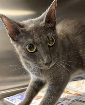 MILA -  Domestic Short Hair Cat for Adoption in Houston, Texas - MILA | PetCurious