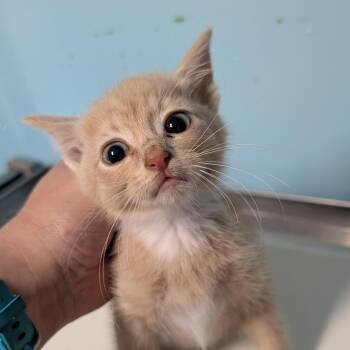 Big Bird -  Domestic Medium Hair Cat for Adoption in Jefferson City, Tennessee - Big Bird | PetCurious