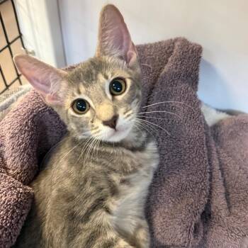 Sylvia -  Domestic Short Hair Cat for Adoption in Sarasota, Florida - Sylvia | PetCurious