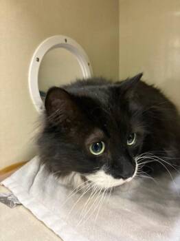 Domestic Long Hair Cats Available for Adoption in Winnipeg, Manitoba - Moustaccio / Mysterio | PetCurious