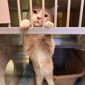 Domestic Short Hair Cats Available for Adoption in Parkersburg, West Virginia - Dr. Pendanski | PetCurious