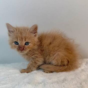 Wallaby -  Domestic Medium Hair Cat for Adoption in Johnson City, Tennessee - Wallaby | PetCurious