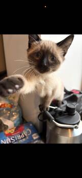 Eloise  -  Siamese Cat Available for Adoption in Johnstown, New York - Eloise  | PetCurious