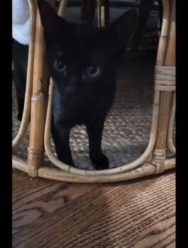 RILEY AKA BABA O