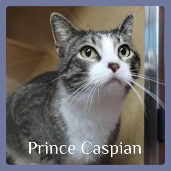 Tabby Cats Available for Adoption in Lawton, Oklahoma - PRINCE CASPIAN | PetCurious