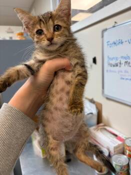 Ruffles -  Domestic Short Hair Cat for Adoption in Liverpool, New York - Ruffles | PetCurious