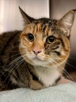 *MAGGIE -  Domestic Short Hair Cat for Adoption in Woodland, California - *MAGGIE | PetCurious