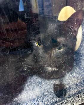 Seia -  Domestic Short Hair Cat for Adoption in Nashville, Tennessee - Seia | PetCurious
