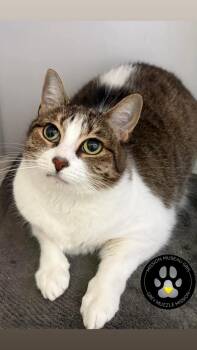 Lizzy -  Domestic Short Hair Cat for Adoption in Delson, Quebec - Lizzy | PetCurious