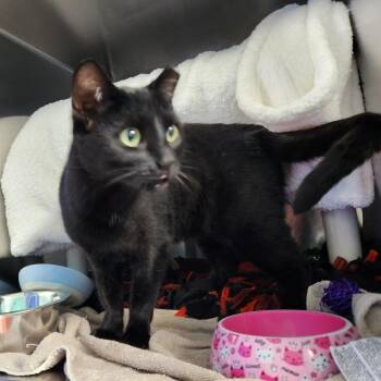 Sadie Mae -  Domestic Short Hair Cat for Adoption in Walker, Michigan - Sadie Mae | PetCurious