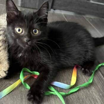 Orion - Outgoing & Playful -  Domestic Medium Hair Cat for Adoption in Hamilton, Ontario - Orion - Outgoing & Playful | PetCurious