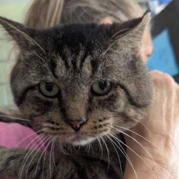 Rescue Domestic Short Hair Cats for Adoption in San Antonio, Texas - King Tut | PetCurious