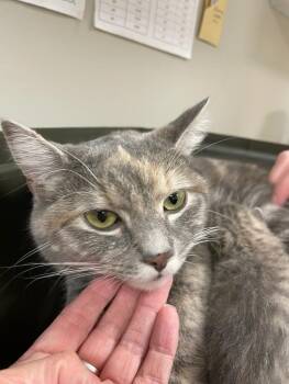 Domestic Short Hair Cats Available for Adoption in Bemidji, Minnesota - Pretty Patches | PetCurious