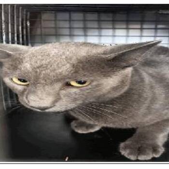 Beck -  Domestic Short Hair Cat for Adoption in Tampa, Florida - Beck | PetCurious