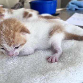 Rusty -  Domestic Short Hair Cat for Adoption in Denver, Colorado - Rusty | PetCurious