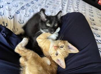 Miso -  Domestic Short Hair Cat for Adoption in Albuquerque, New Mexico - Miso | PetCurious
