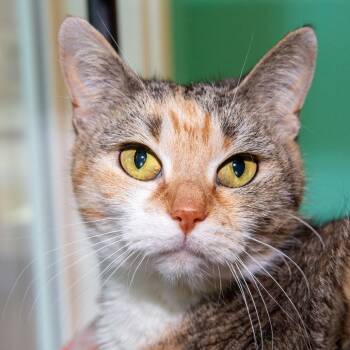 Domestic Short Hair Cats Available for Adoption in Boston, Massachusetts - Kaka | PetCurious