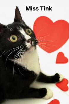 Tuxedo Cats Available for Adoption - Miss Tink At Martinez Pet Food Express January 24 | PetCurious