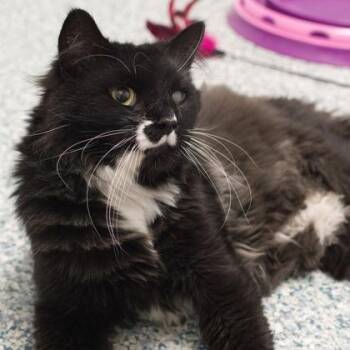 Jeffrey *front declawed* -  Domestic Medium Hair and Domestic Short Hair Cat for Adoption in Verona, Wisconsin - Jeffrey *front Declawed* | PetCurious