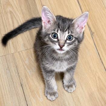 Sterling -  Domestic Short Hair Cat for Adoption in Houston, Texas - Sterling | PetCurious