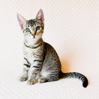 Millie -  Domestic Short Hair Cat for Adoption in Prosper, Texas - Millie | PetCurious
