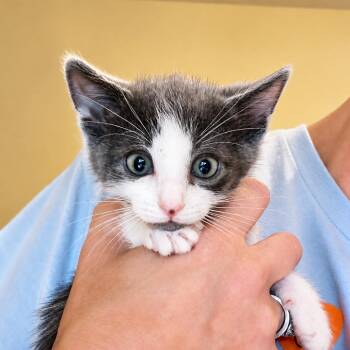 Liam -  Domestic Short Hair Cat for Adoption in Columbus, Georgia - Liam | PetCurious