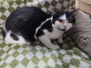 Domestic Short Hair Cats Available for Adoption in Overland Park, Kansas - Dodge | PetCurious